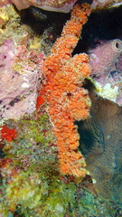 Ptilocaulis walpersii