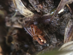 Pachygnatha autumnalis