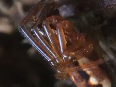 Pachygnatha autumnalis