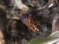 Pachygnatha autumnalis