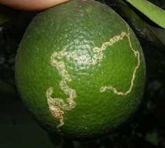 Phyllocnistis citrella