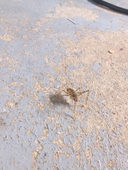 Tachycines asynamorus