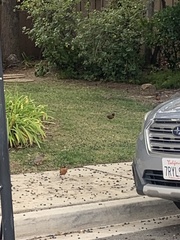 Turdus migratorius