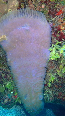 Callyspongia plicifera