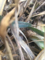 Enoplognatha marmorata