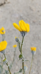 Geraea canescens