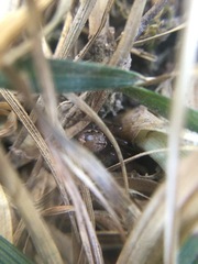 Enoplognatha marmorata