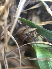 Enoplognatha marmorata