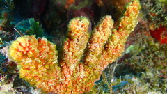 Ptilocaulis walpersii