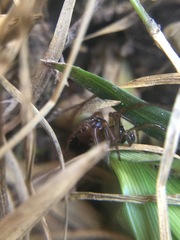 Enoplognatha marmorata