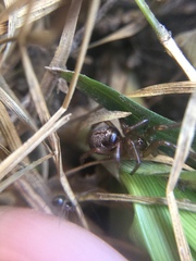 Enoplognatha marmorata