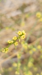 Ambrosia salsola
