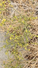 Ambrosia salsola