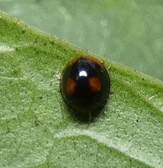 Cryptognatha amabilis