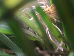 Phrurotimpus borealis