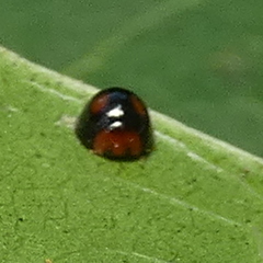 Cryptognatha amabilis