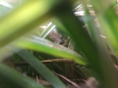 Phrurotimpus borealis