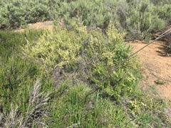 Adolphia californica