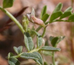 Astragalus geyeri triquetrus