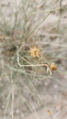 Bebbia juncea