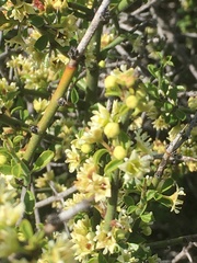 Adolphia californica