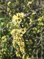 Adolphia californica