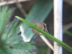 Oxyopes aglossus