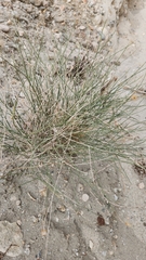 Bebbia juncea