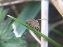 Oxyopes aglossus