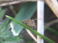 Oxyopes aglossus
