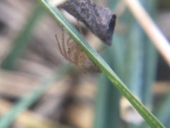 Oxyopes aglossus
