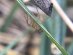 Oxyopes aglossus