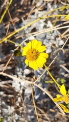 Encelia farinosa