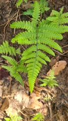 Deparia petersenii