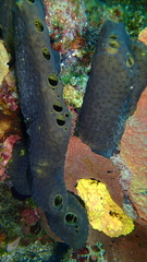 Smenospongia conulosa