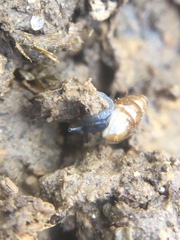 Cochlicopa lubrica