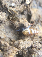 Cochlicopa lubrica