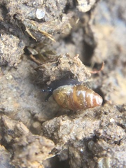 Cochlicopa lubrica