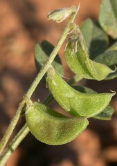 Astragalus geyeri triquetrus
