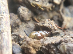 Cochlicopa lubrica
