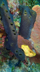 Smenospongia conulosa