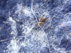 Phrurotimpus borealis