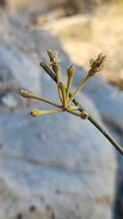 Asclepias subulata