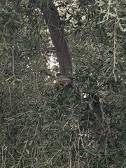 Turdus migratorius