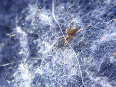 Phrurotimpus borealis