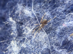 Phrurotimpus borealis