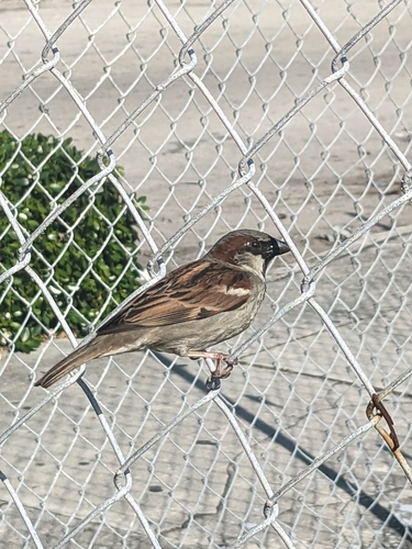 House Sparrow photographed in Florida
