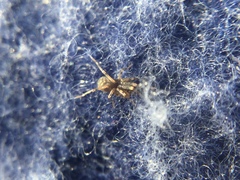 Phrurotimpus borealis