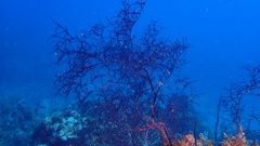 Macrorhynchia clarkei