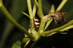 Cryptocephalus trizonatus